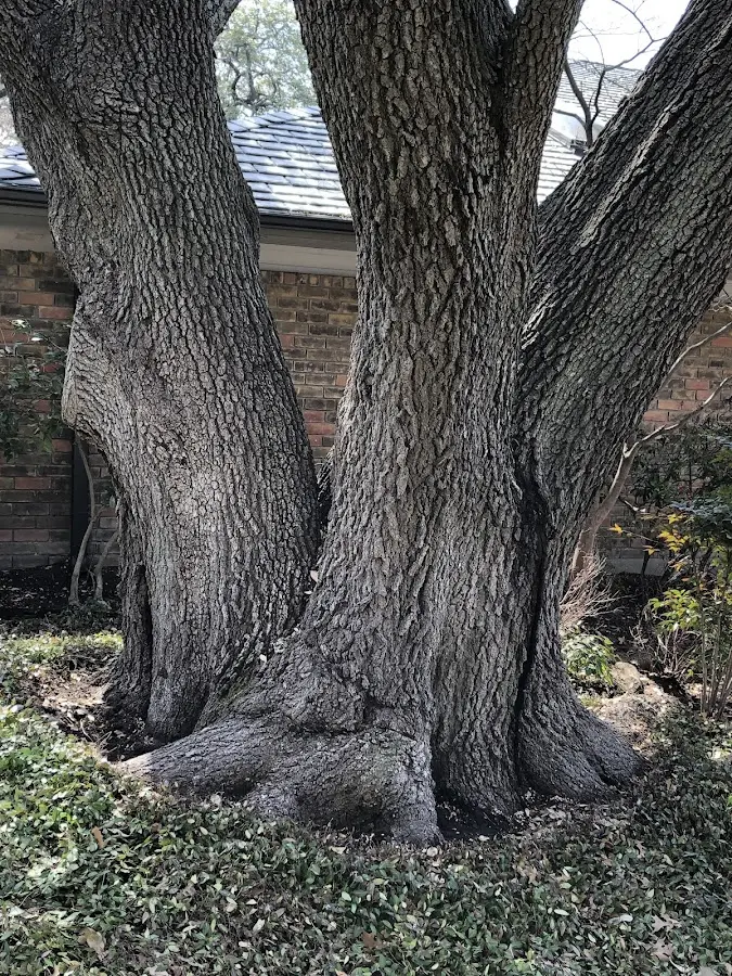 Mature heritage tree close to a Lemon Grove property cared for by certified arborists