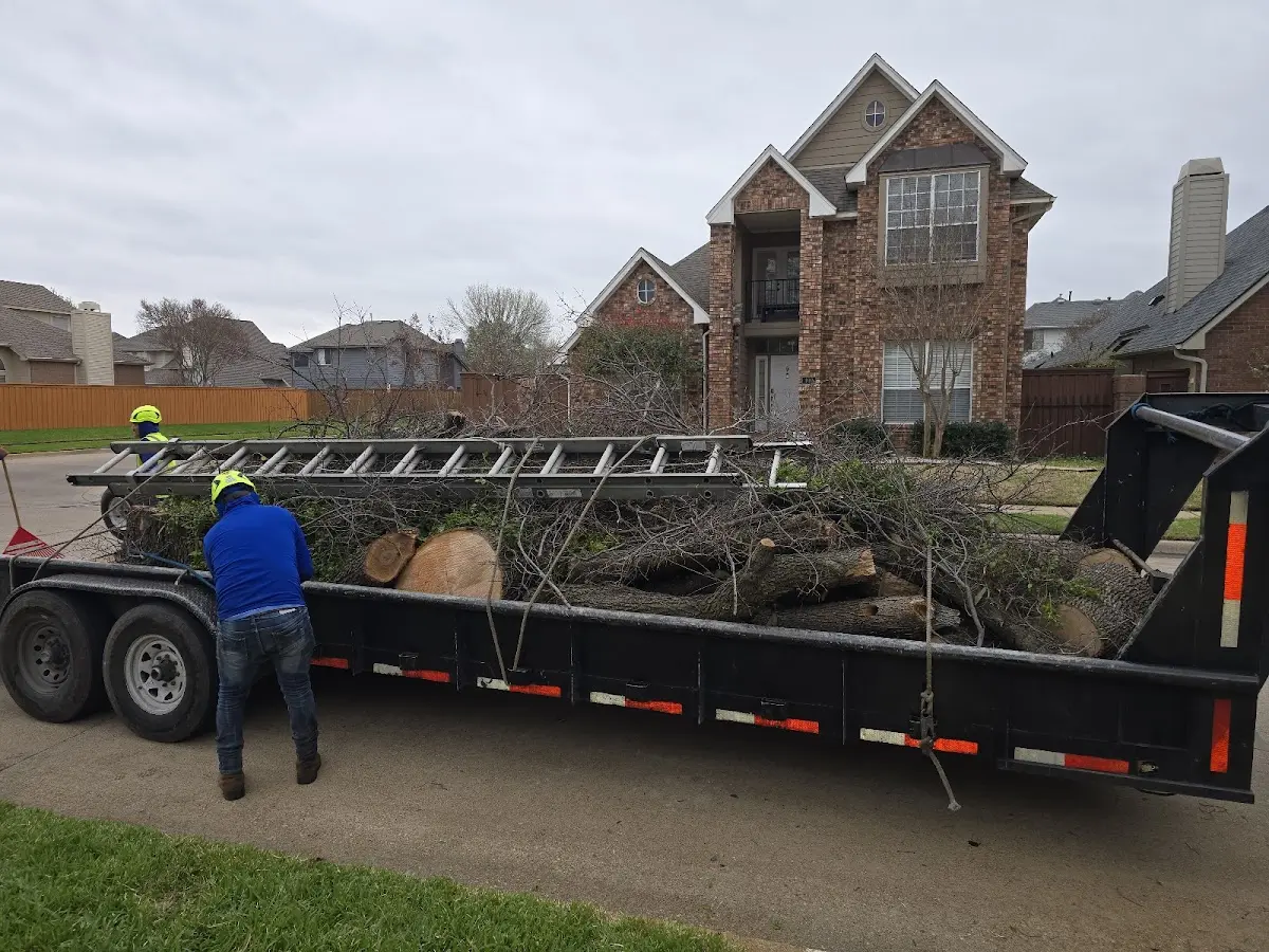 Expert Tree Removal with proper safety equipment in Lemon Grove